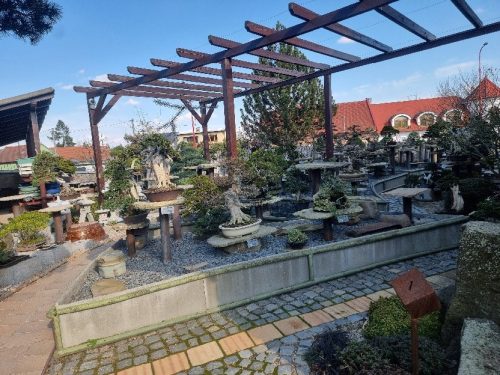 Bonsai Museum Isabelia, 2026