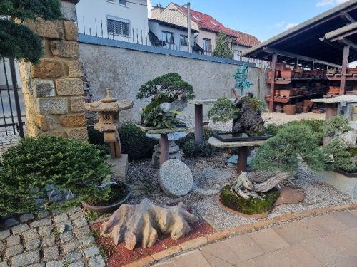 Bonsai Museum Isabelia, 2026