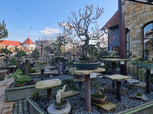 Bonsai Museum Isabelia, 2026