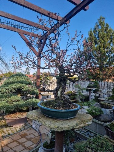 Bonsai Museum Isabelia, 2026