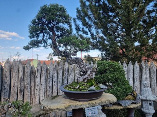 Bonsai Museum Isabelia, 2026