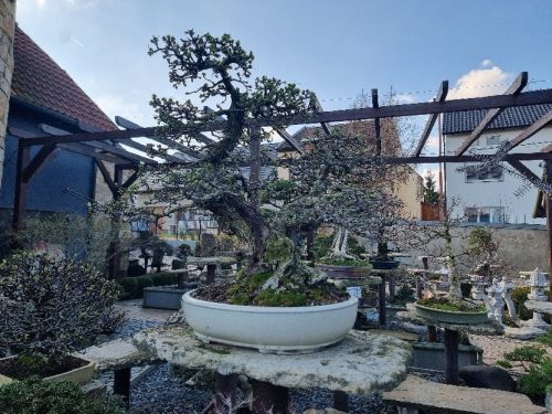 Bonsai Museum Isabelia, 2026