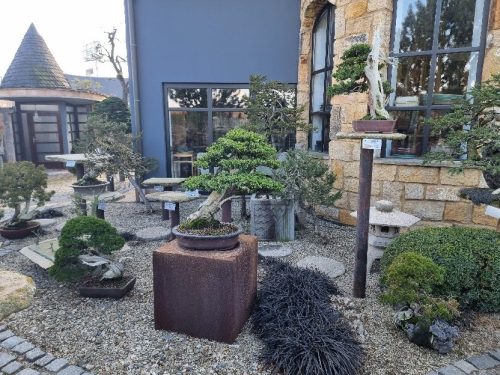 Bonsai Museum Isabelia, 2026