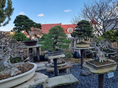 Bonsai Museum Isabelia, 2026