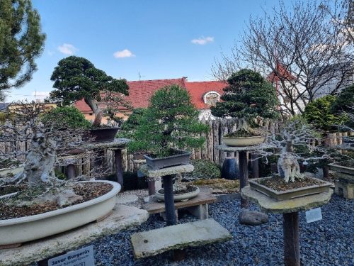 Bonsai Museum Isabelia, 2026
