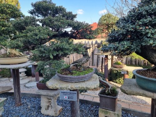 Bonsai Museum Isabelia, 2026