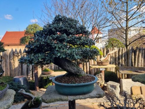 Bonsai Museum Isabelia, 2026
