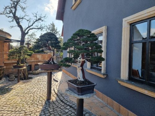 Bonsai Museum Isabelia, 2026