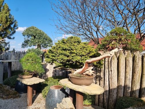 Bonsai Museum Isabelia, 2026
