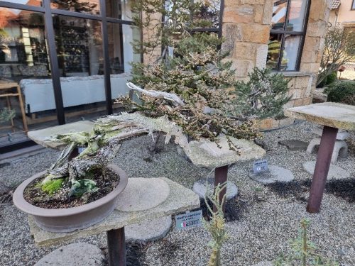 Bonsai Museum Isabelia, 2026