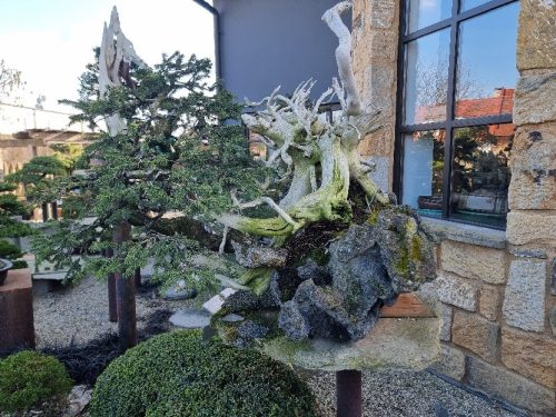 Bonsai Museum Isabelia, 2026