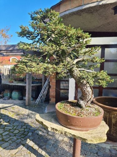 Bonsai Museum Isabelia, 2026