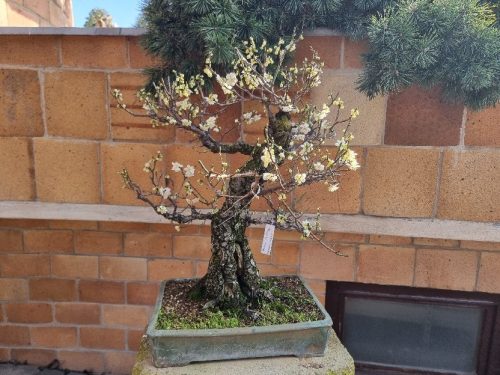 Bonsai Museum Isabelia, 2026
