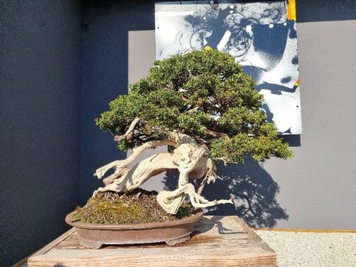 Bonsai Museum Isabelia, 2026