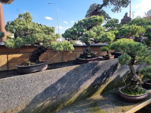 Bonsai Museum Isabelia, 2026