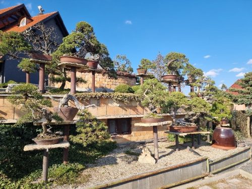 Bonsai Museum Isabelia, 2026
