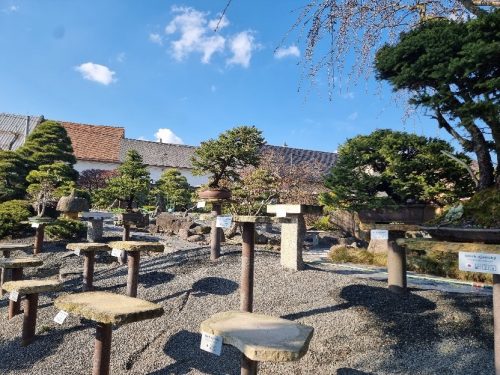 Bonsai Museum Isabelia, 2026
