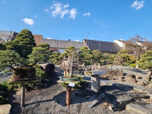 Bonsai Museum Isabelia, 2026