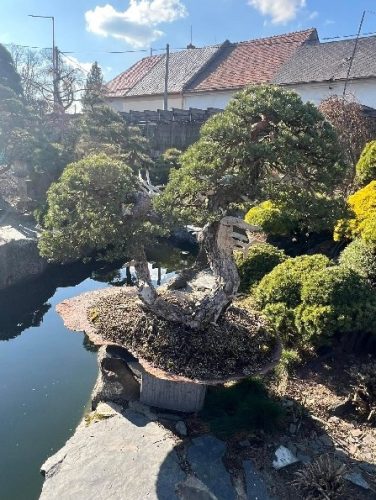 Bonsai Museum Isabelia, 2026