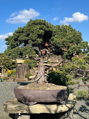 Bonsai Museum Isabelia, 2026