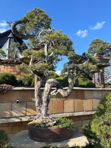 Bonsai Museum Isabelia, 2026