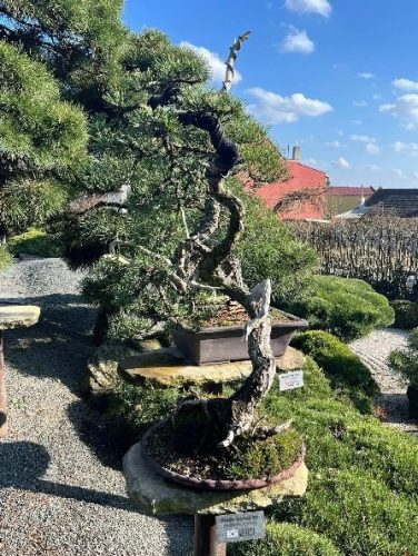 Bonsai Museum Isabelia, 2026