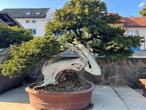 Bonsai Museum Isabelia, 2026