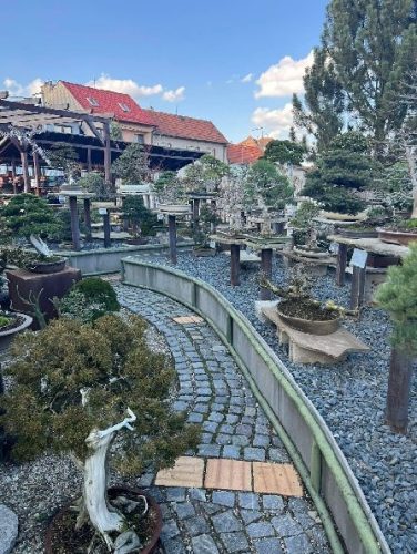 Bonsai Museum Isabelia, 2026