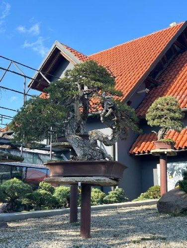 Bonsai Museum Isabelia, 2026