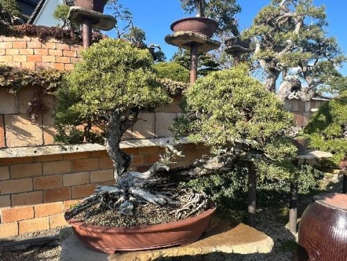 Bonsai Museum Isabelia, 2026