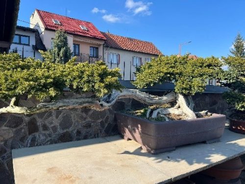 Bonsai Museum Isabelia, 2026