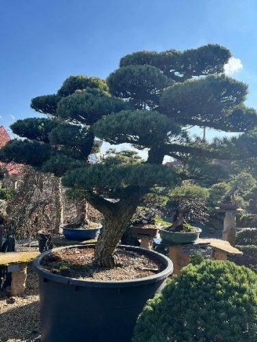 Bonsai Museum Isabelia, 2026