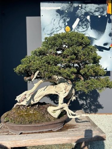 Bonsai Museum Isabelia, 2026