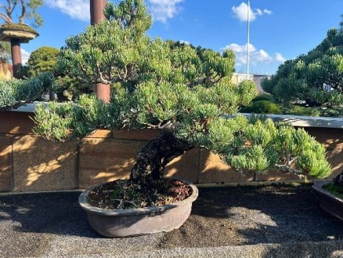 Bonsai Museum Isabelia, 2026